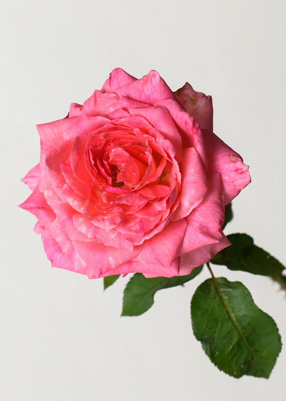 Liv Tyler Rose Bare Root (Archived) - Menagerie Farm &amp; Flower