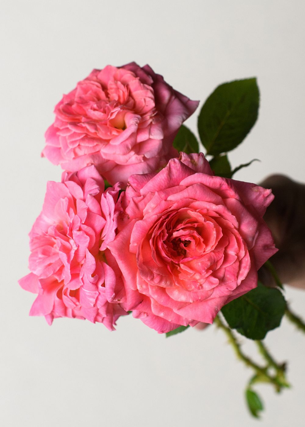 Liv Tyler Rose Bare Root (Archived) - Menagerie Farm &amp; Flower