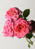 Liv Tyler Rose Bare Root (Archived) - Menagerie Farm & Flower
