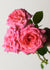 Liv Tyler Rose Potted - Menagerie Farm & Flower