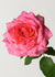 Liv Tyler Rose Potted - Menagerie Farm & Flower