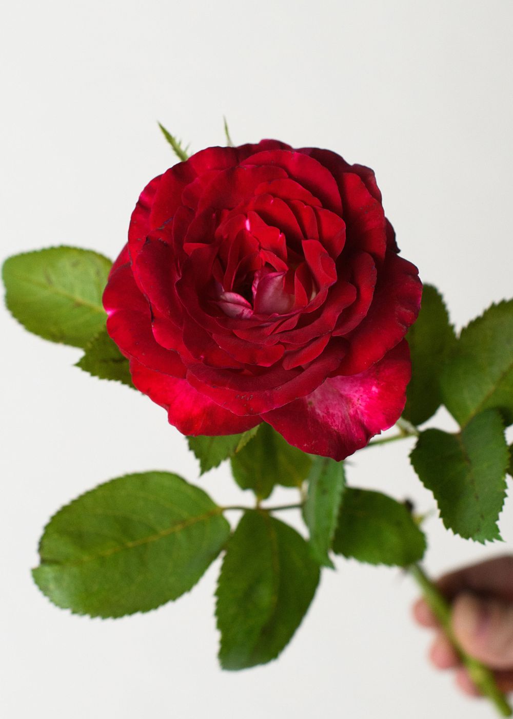 Love At First Sight™ Rose Bare Root - Menagerie Farm & Flower