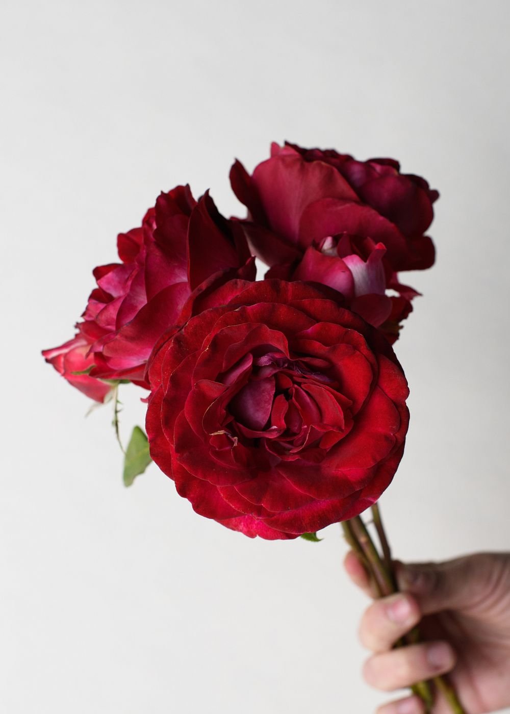 Love At First Sight™ Rose Bare Root - Menagerie Farm &amp; Flower