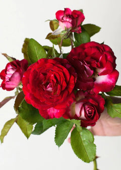 Rose H!Baby Shabetpoa Primae。      1 Pure Beauty Farms Pink Packaged Rose #1 Grade Fragrant Mache
