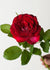 Love At First Sight™ Rose Potted - Menagerie Farm & Flower