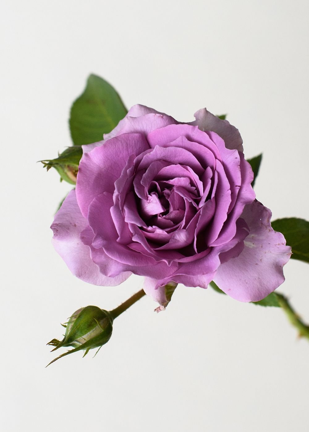 Love Song™ Rose Bare Root - Menagerie Farm &amp; Flower