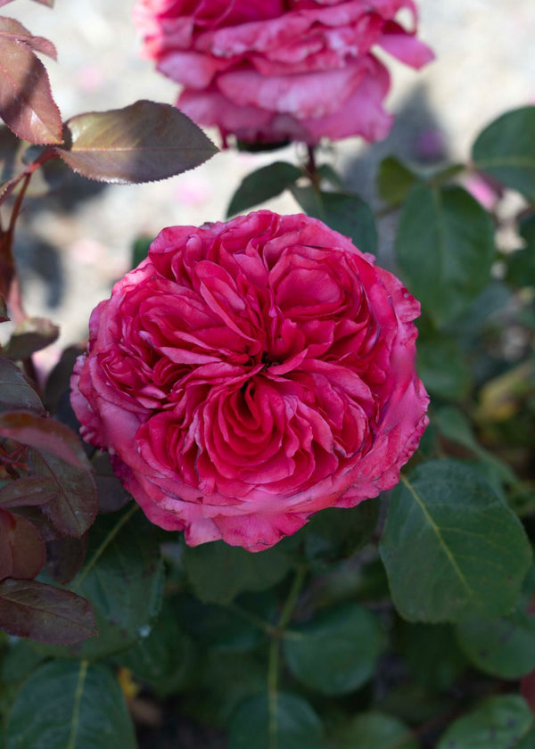 Rose Not Rosa Loves Me, Loves Me Not™ Bare Root Rose - Menagerie Farm & Flower