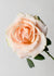 Marilyn Monroe™ Rose Bare Root - Menagerie Farm & Flower
