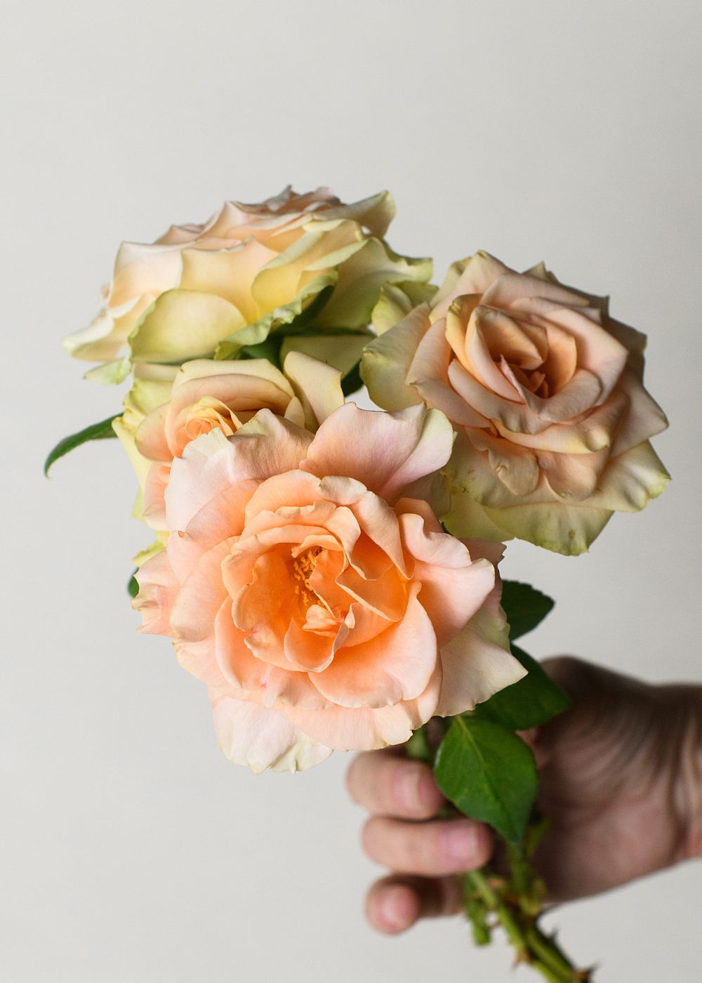 Marilyn Monroe™ Rose Bare Root - Menagerie Farm & Flower