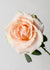 Marilyn Monroe™ Rose Potted (Archived) - Menagerie Farm & Flower