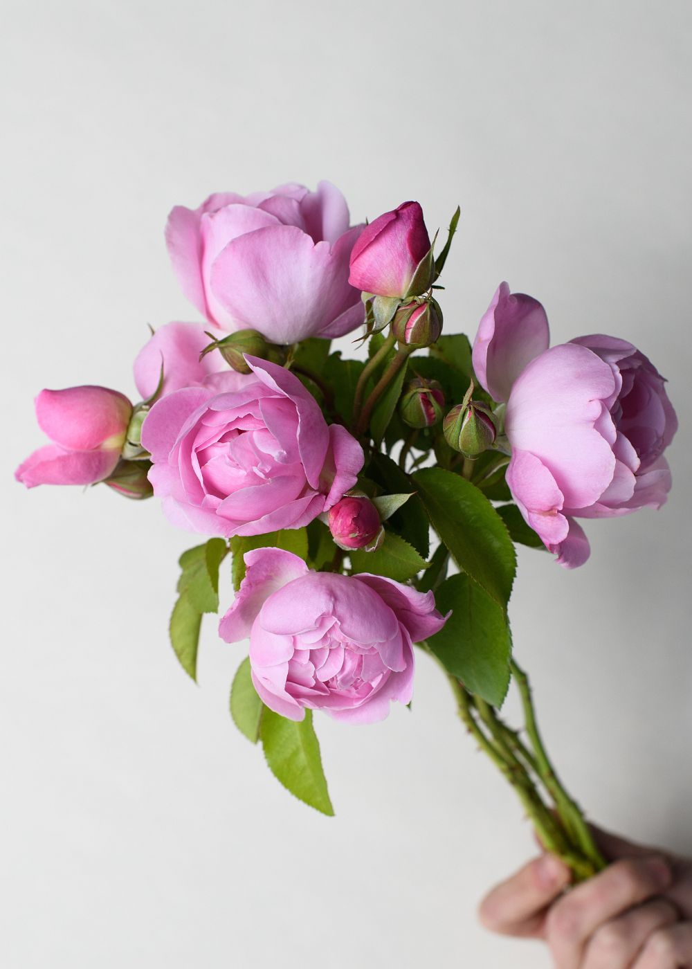 Mary Rose Bare Root (Archived) - Menagerie Farm & Flower