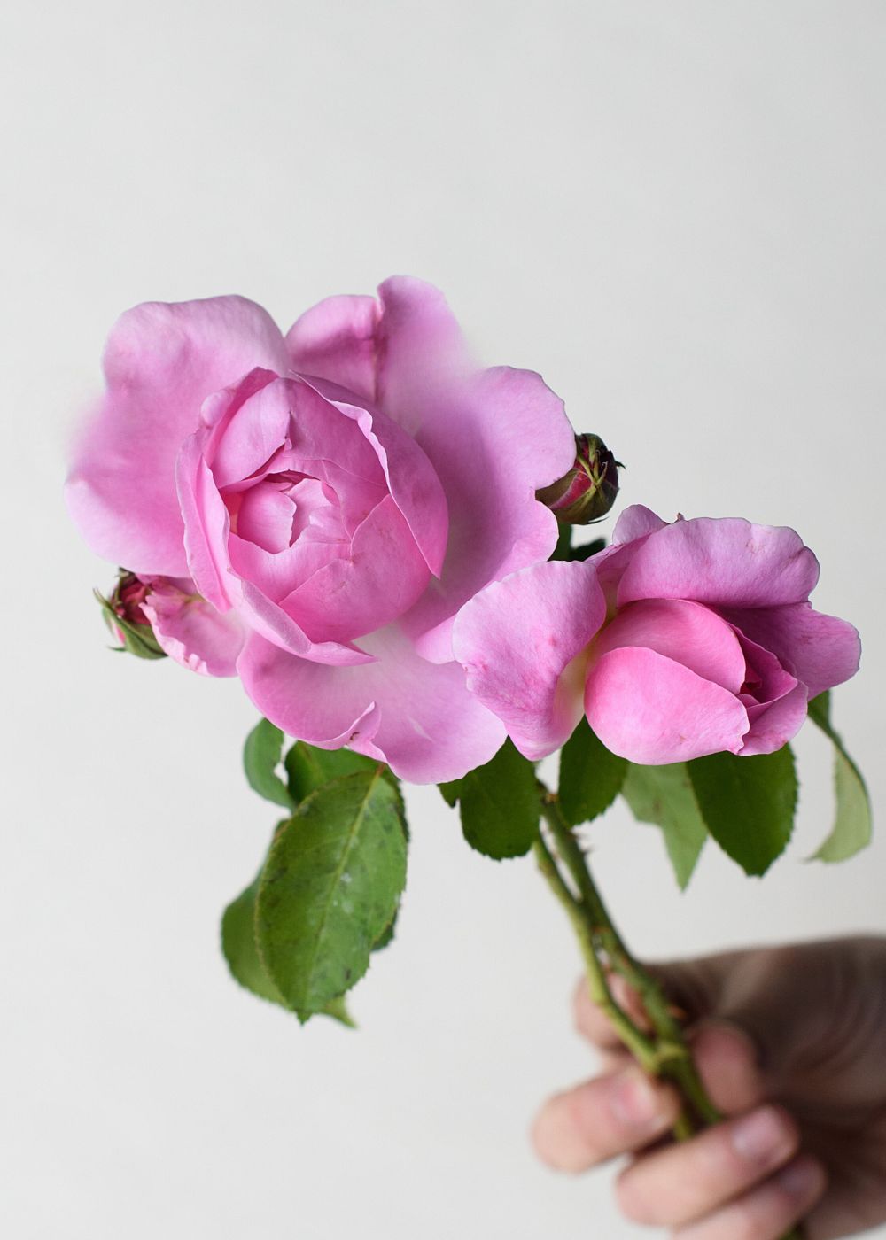 Mary Rose Bare Root (Archived) - Menagerie Farm & Flower