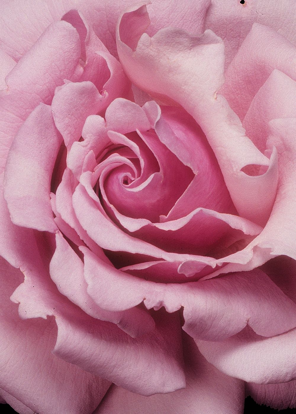 Memorial Day™ Rose Bare Root - Menagerie Farm &amp; Flower