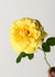 Michelangelo™ Rose Bare Root - Menagerie Farm & Flower