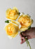 Michelangelo™ Rose Potted - Menagerie Farm & Flower