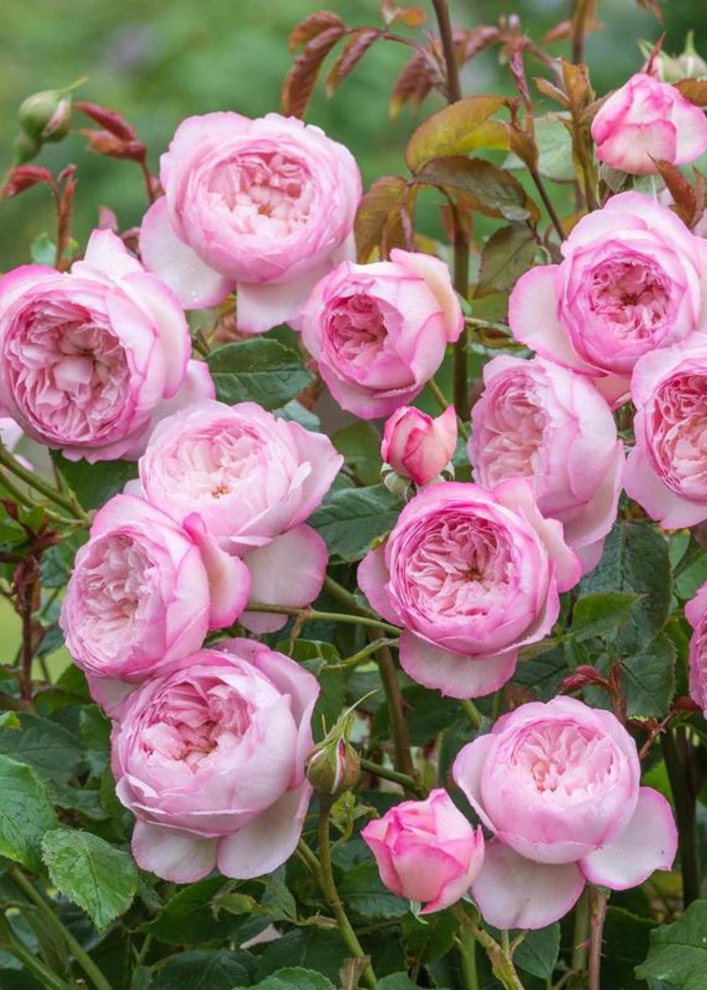 Mill On The Floss Rose Bare Root (Archived) - Menagerie Farm & Flower