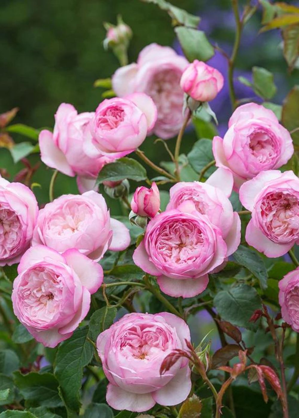 Mill on the Floss Rose Potted (Archived) - Menagerie Farm & Flower