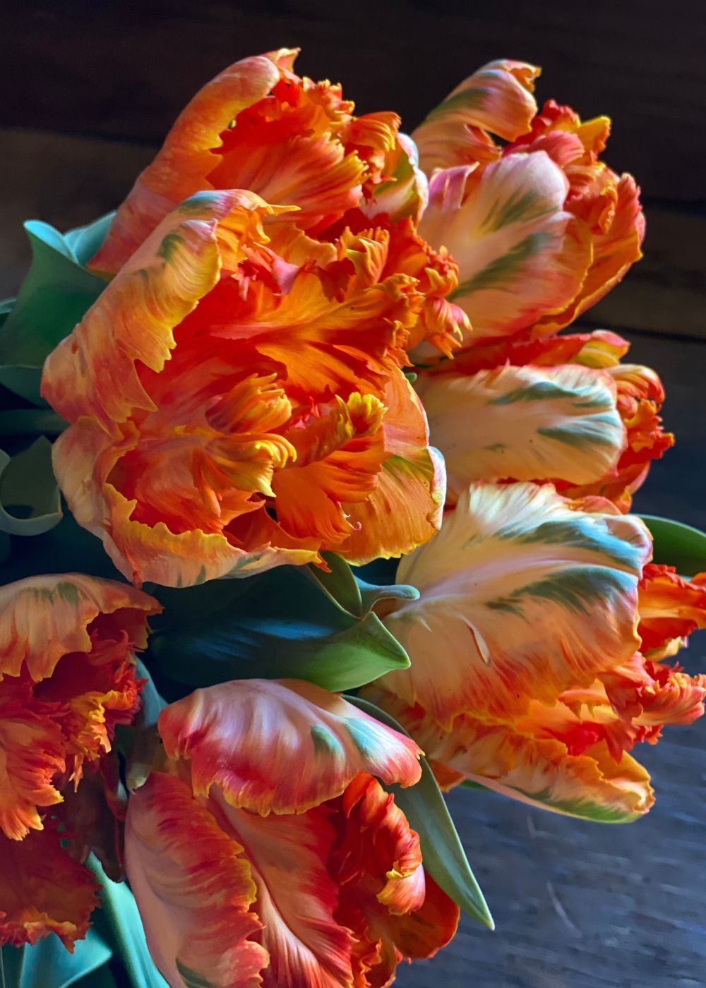 Monarch Parrot Tulip Bulbs - Menagerie Farm &amp; Flower