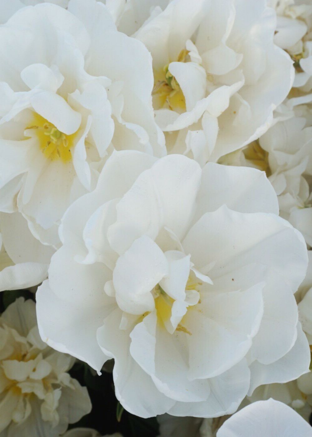 Mondial Tulip Bulbs - Menagerie Farm &amp; Flower