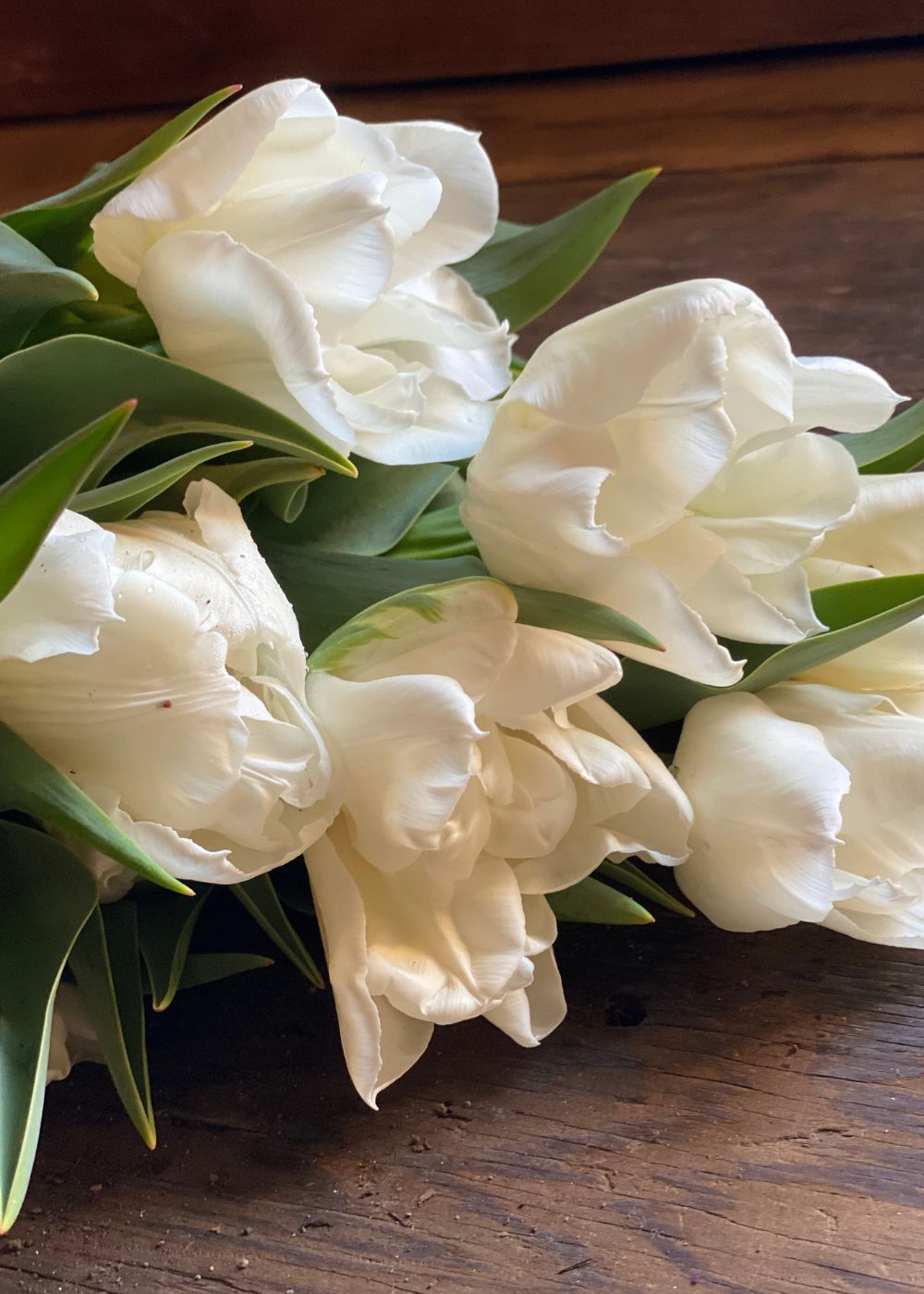 Mondial Tulip Bulbs - Menagerie Farm &amp; Flower