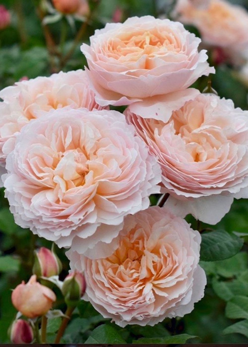 Moonlight in Paris™ Rose Potted - Menagerie Farm & Flower