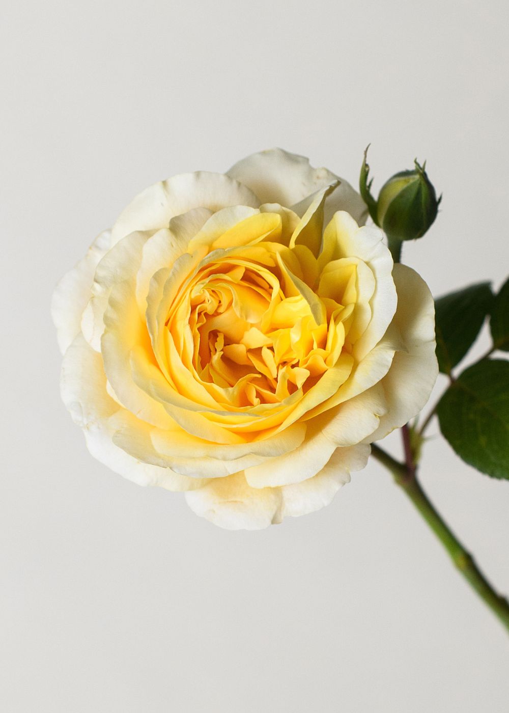Moonlight Romantica® Rose Bare Root - Menagerie Farm & Flower