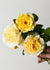 Moonlight Romantica® Rose Bare Root - Menagerie Farm & Flower