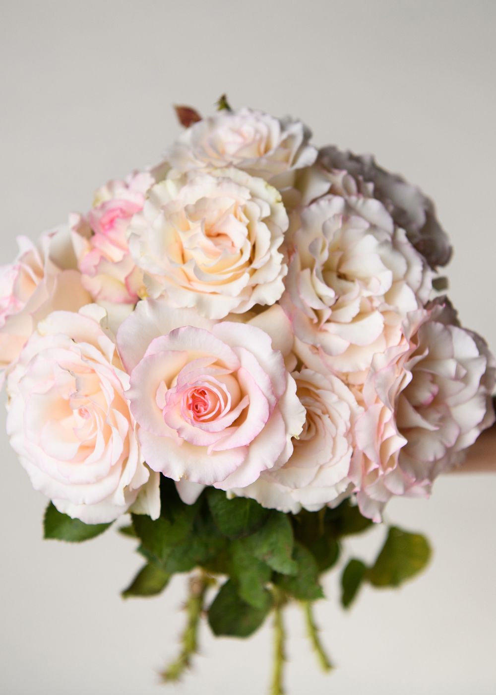 Moonstone™ Rose Potted - Menagerie Farm & Flower