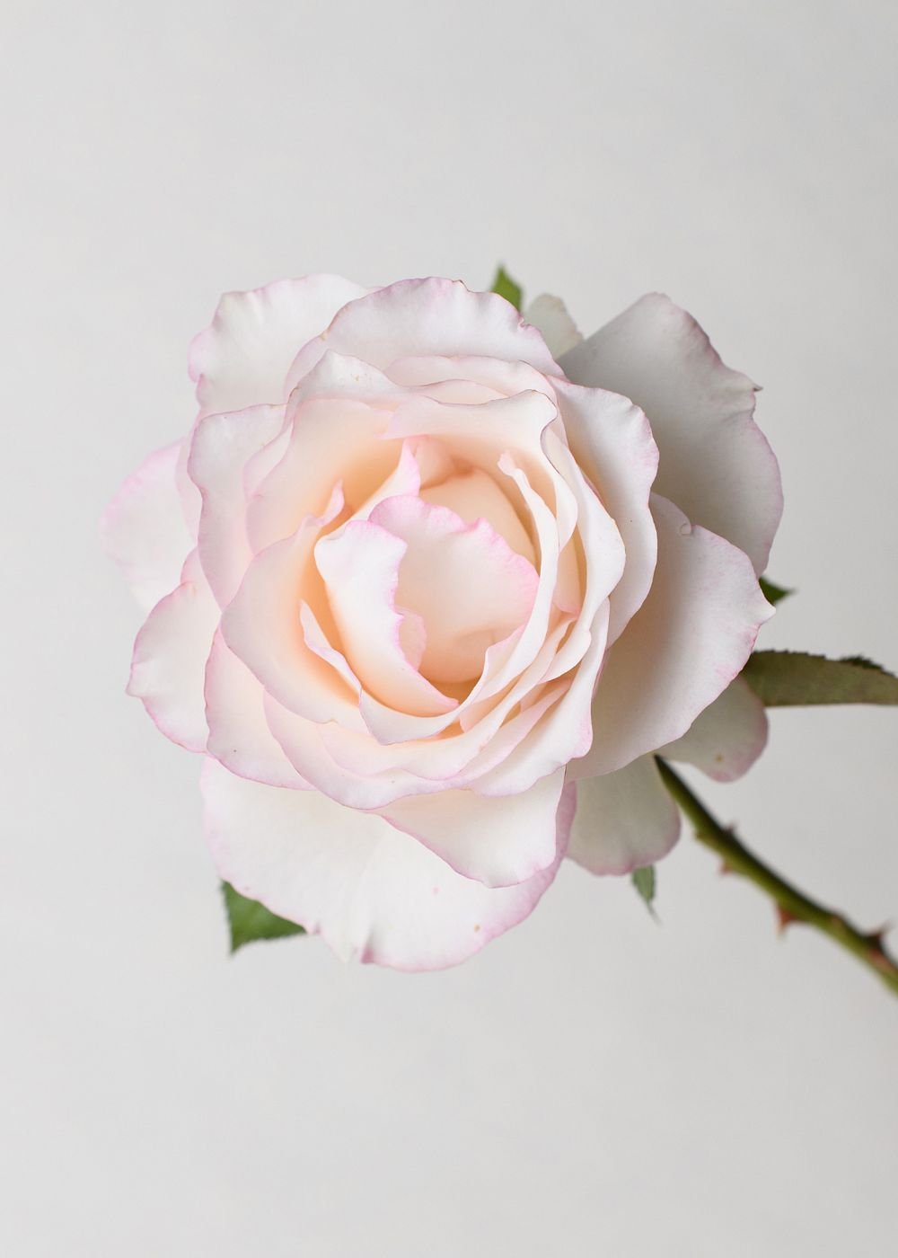 Moonstone Ruffle Roses Moonstone™ Potted Rose - Menagerie Farm & Flower