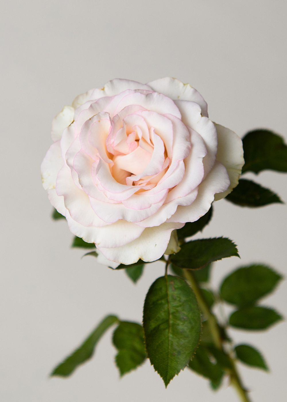 Moonstone Ruffle Roses Moonstone™ Potted Rose - Menagerie Farm & Flower