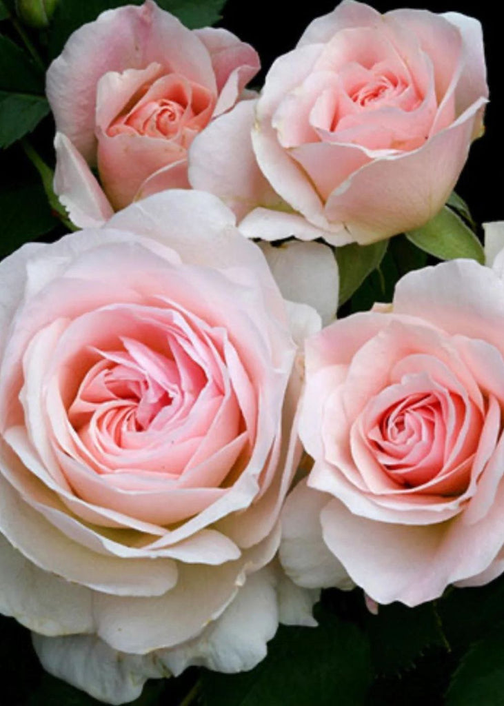 Morden Blush Bare Root Rose - Menagerie Farm & Flower