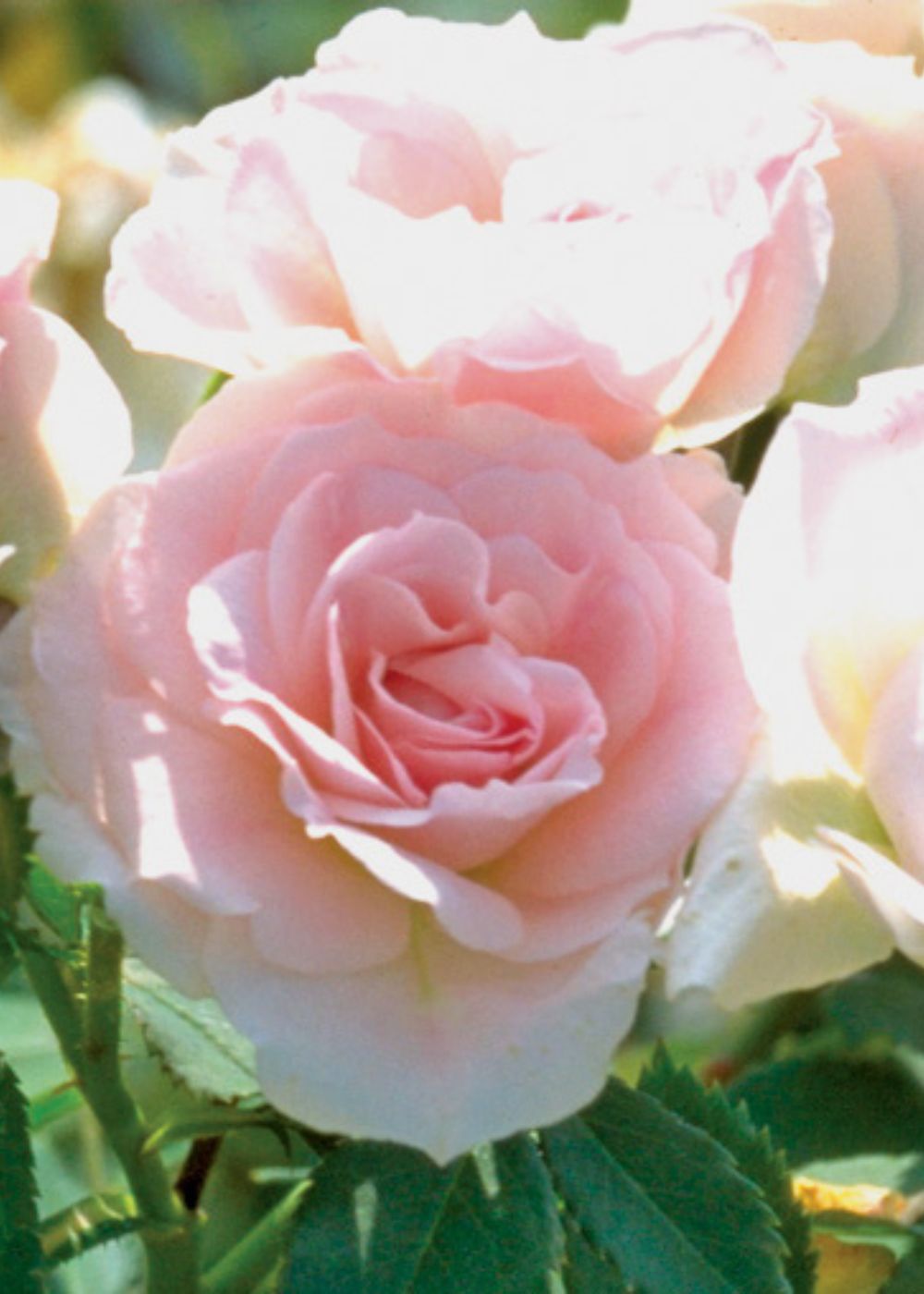 Morden Blush Rose Bare Root - Menagerie Farm &amp; Flower