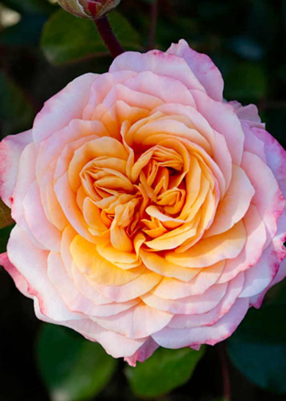 Morning Glow™ Rose Bare Root ⭐️New For 2023⭐️ - Menagerie Farm &amp; Flower