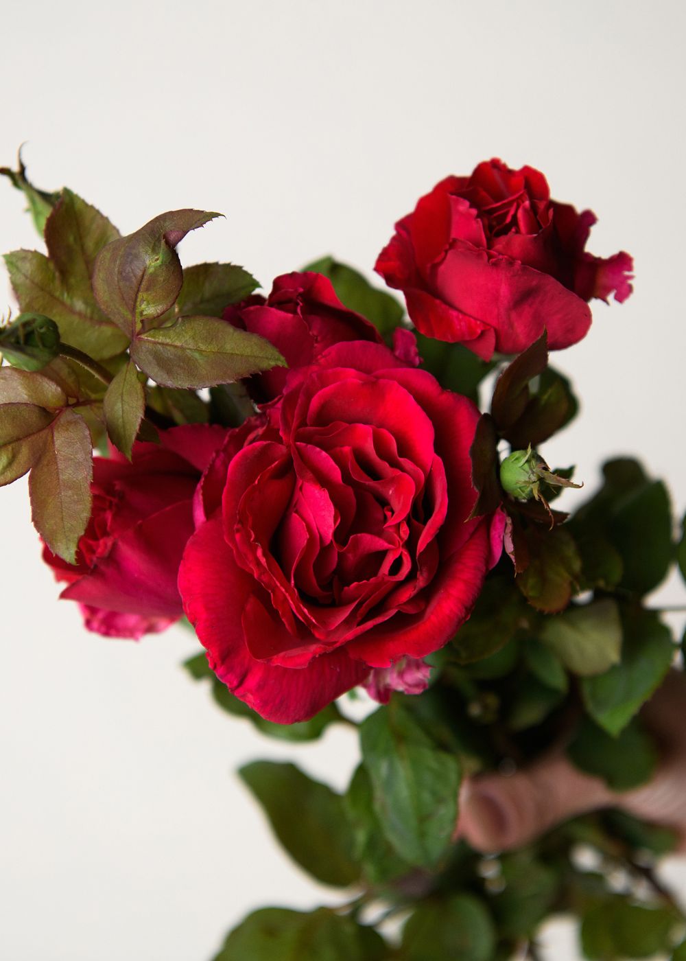 Mr. Lincoln Rose Bare Root (Archived) - Menagerie Farm & Flower