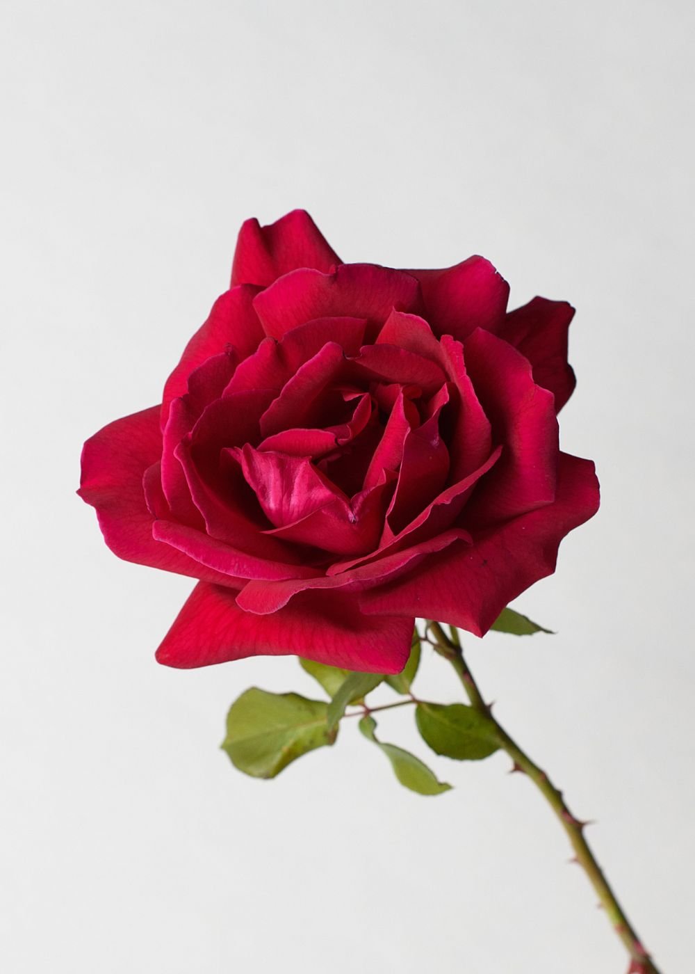 Mr. Lincoln Rose Bare Root (Archived) - Menagerie Farm & Flower