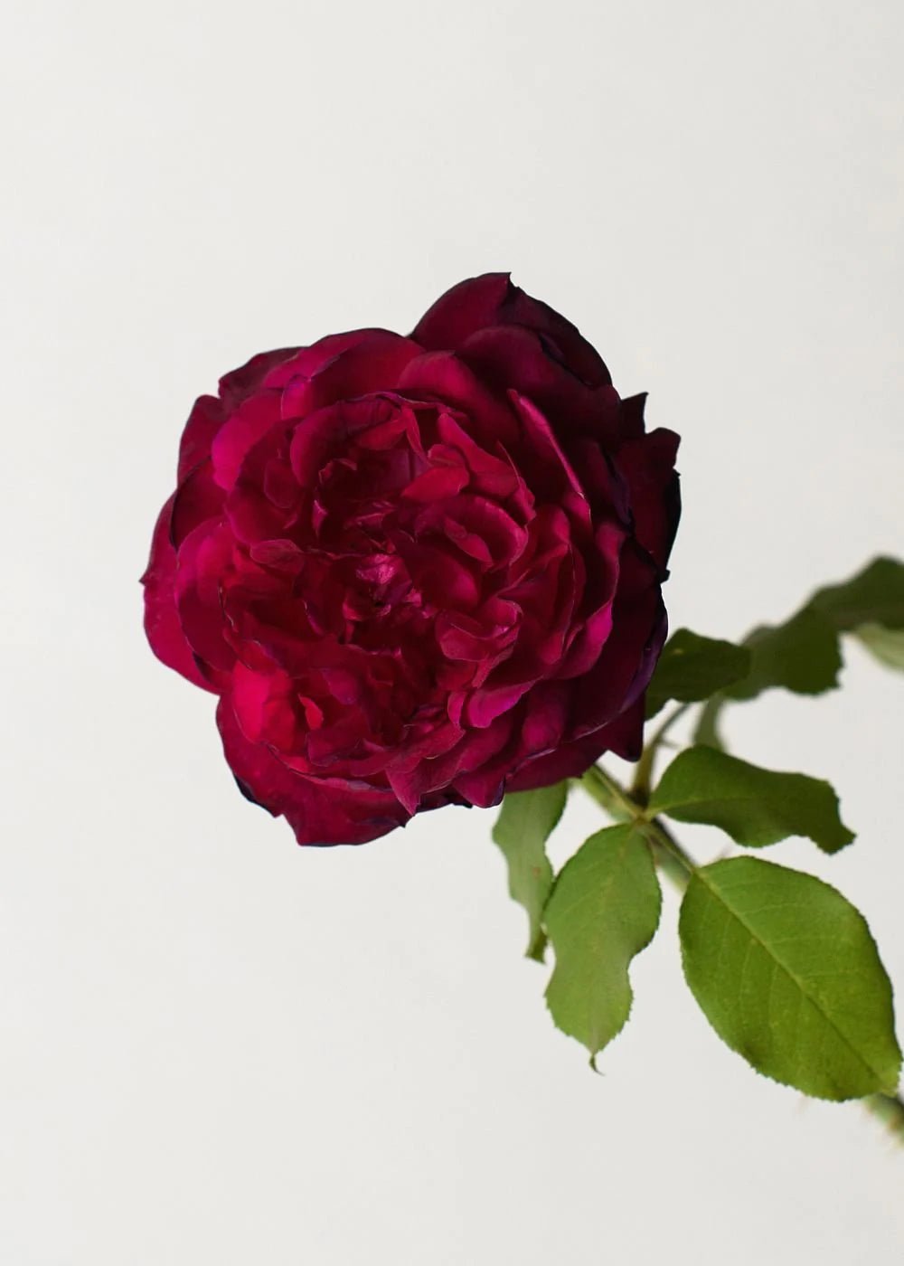 Munstead Wood Rose Potted (Archived) - Menagerie Farm & Flower