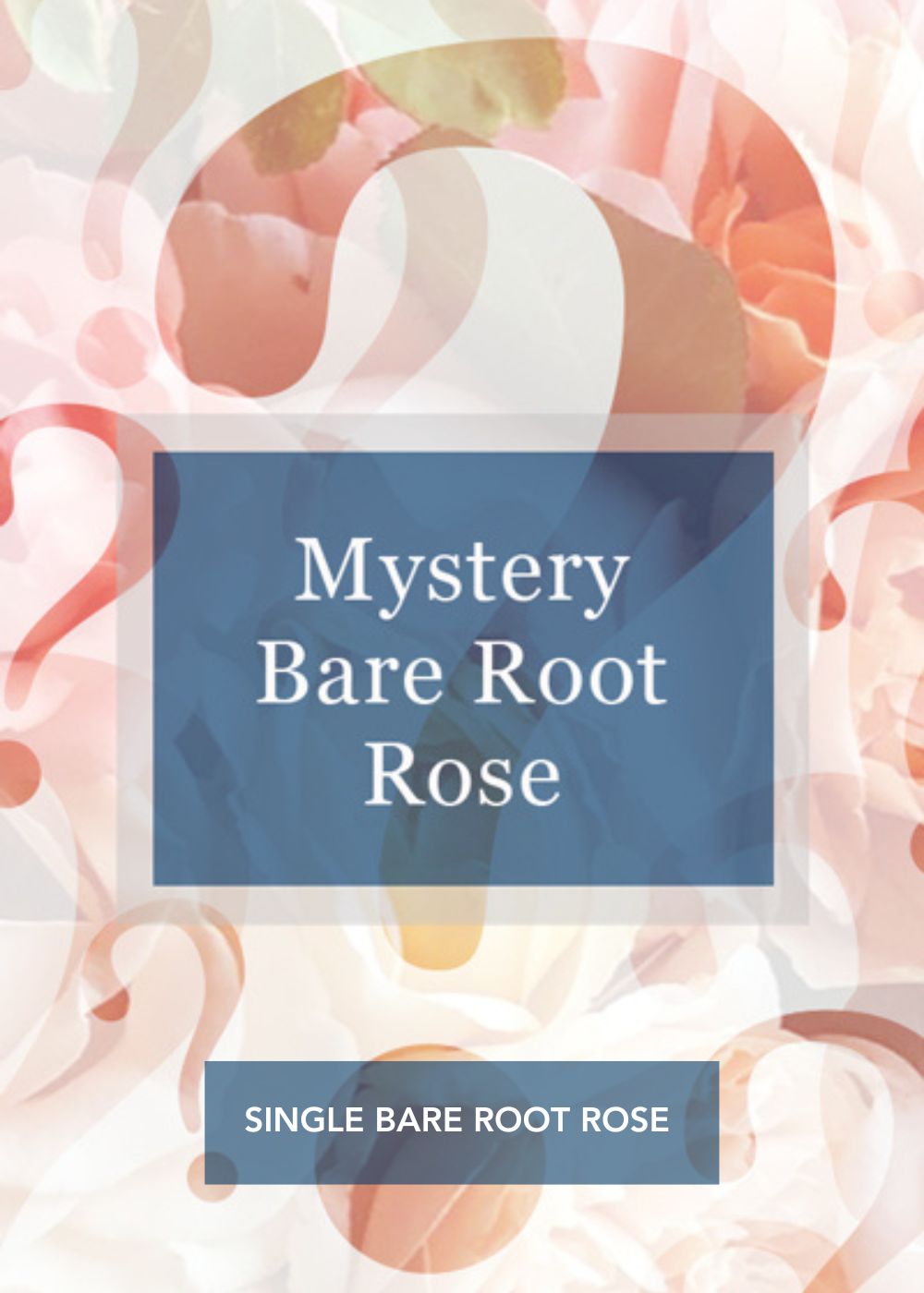 Mystery Bare Root Rose - Menagerie Farm & Flower