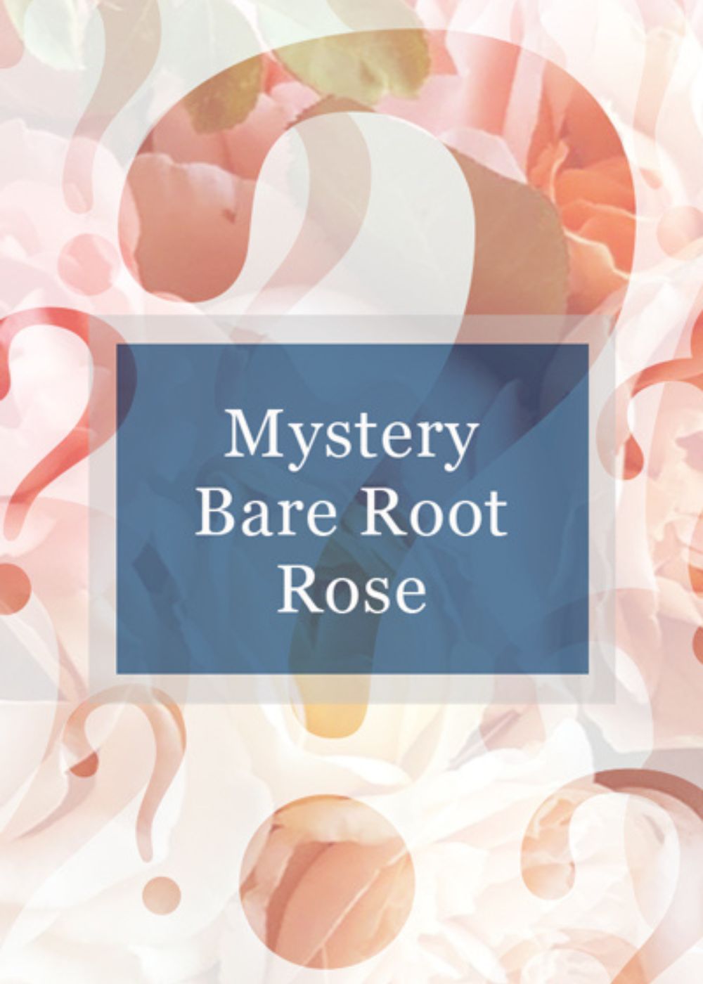 Mystery Bare Root Rose - Menagerie Farm & Flower