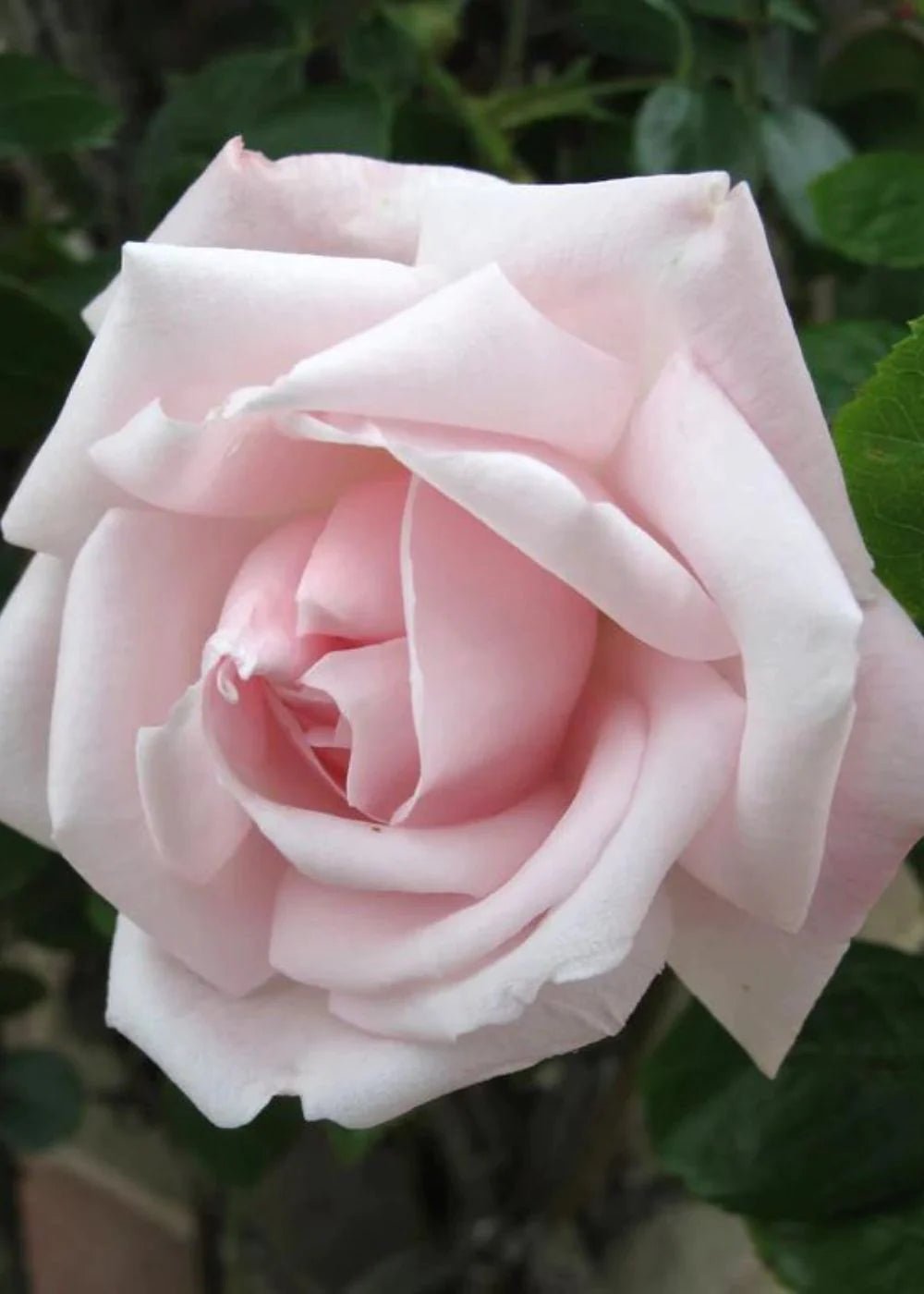 【THEAIRTOWN】sugarcoat rose pt ★ New Dawn Climbing Potted Rose - Menagerie Farm & Flower