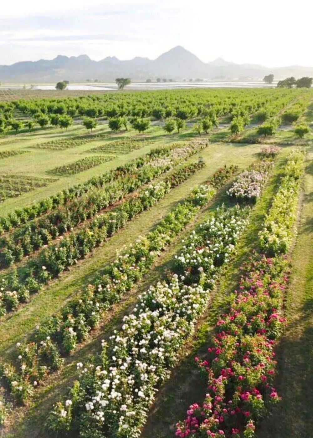 Nursery Day Open House: May 9, 2026 - Menagerie Farm & Flower