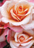 Oh Happy Day™ Eleganza® Rose Bare Root - Menagerie Farm & Flower