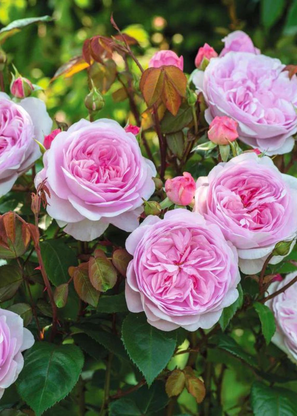 Olivia Rose Austin™ Rose Bare Root - Menagerie Farm & Flower