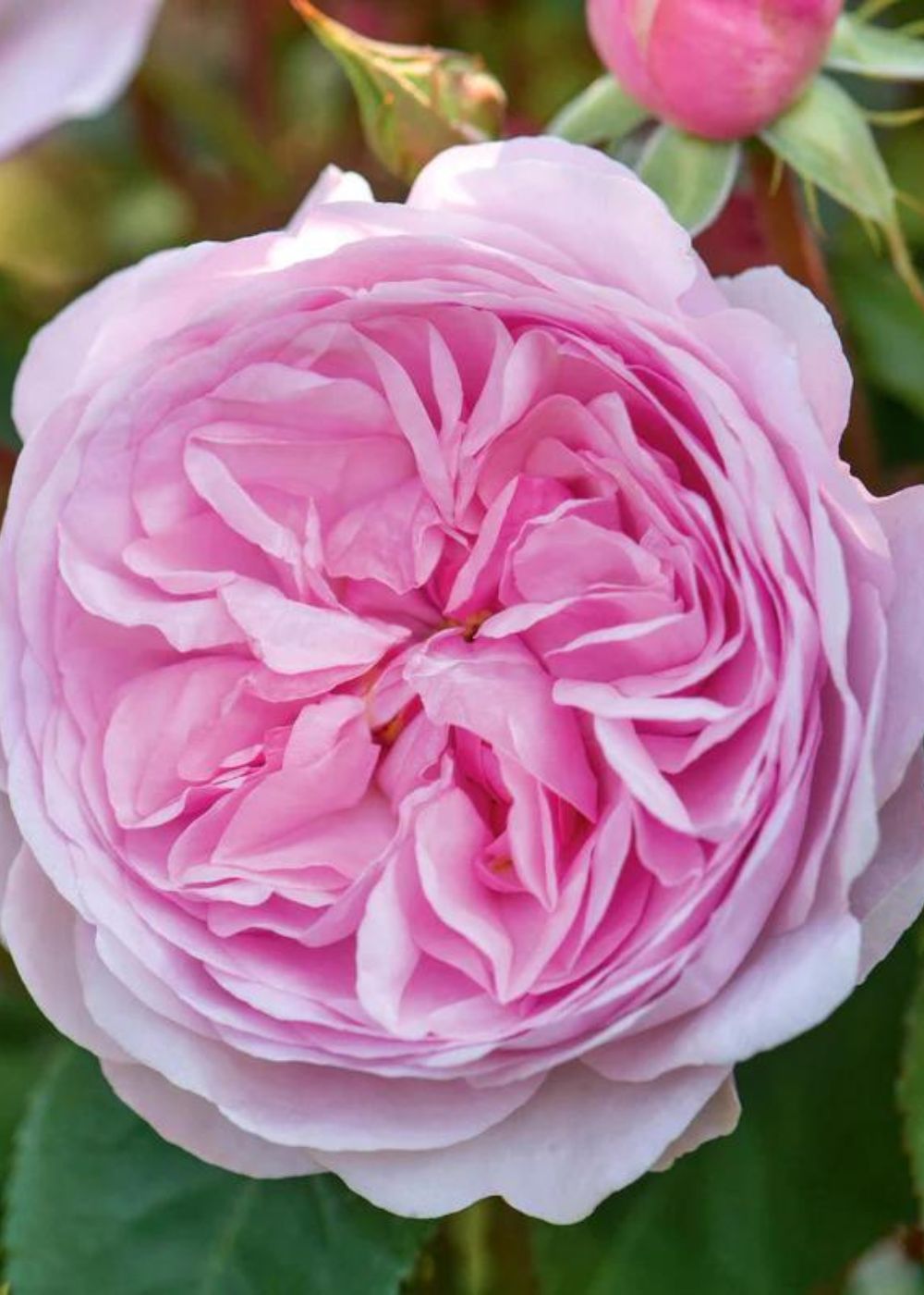 Olivia Rose Austin™ Rose Bare Root - Menagerie Farm &amp; Flower