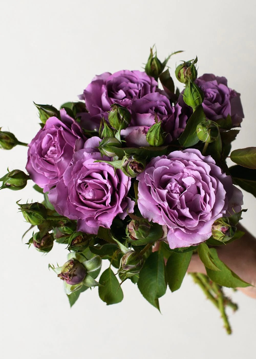 Over The Rainbow Bare Root Rose Collection - Menagerie Farm &amp; Flower