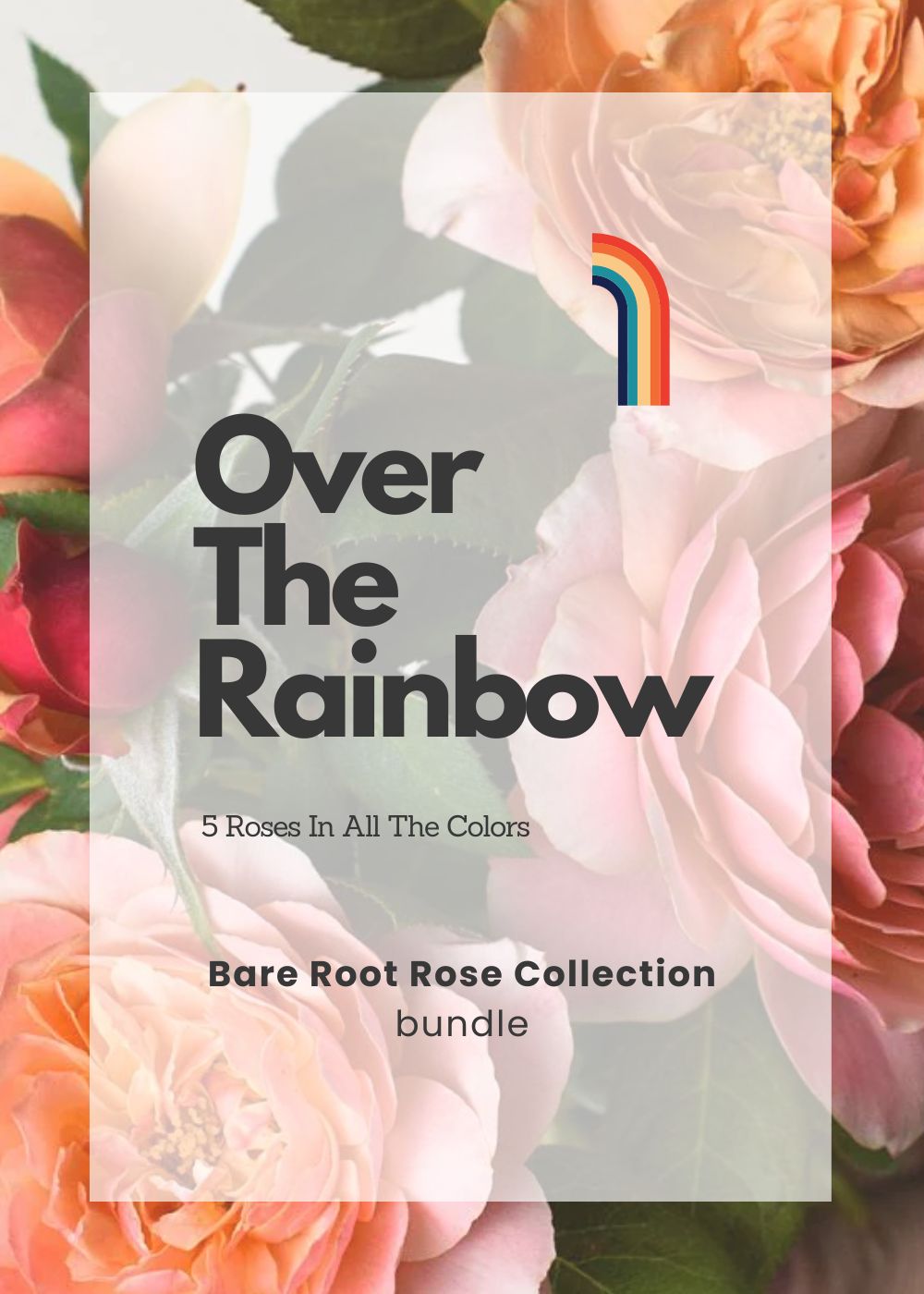 Over The Rainbow Bare Root Rose Collection - Menagerie Farm & Flower