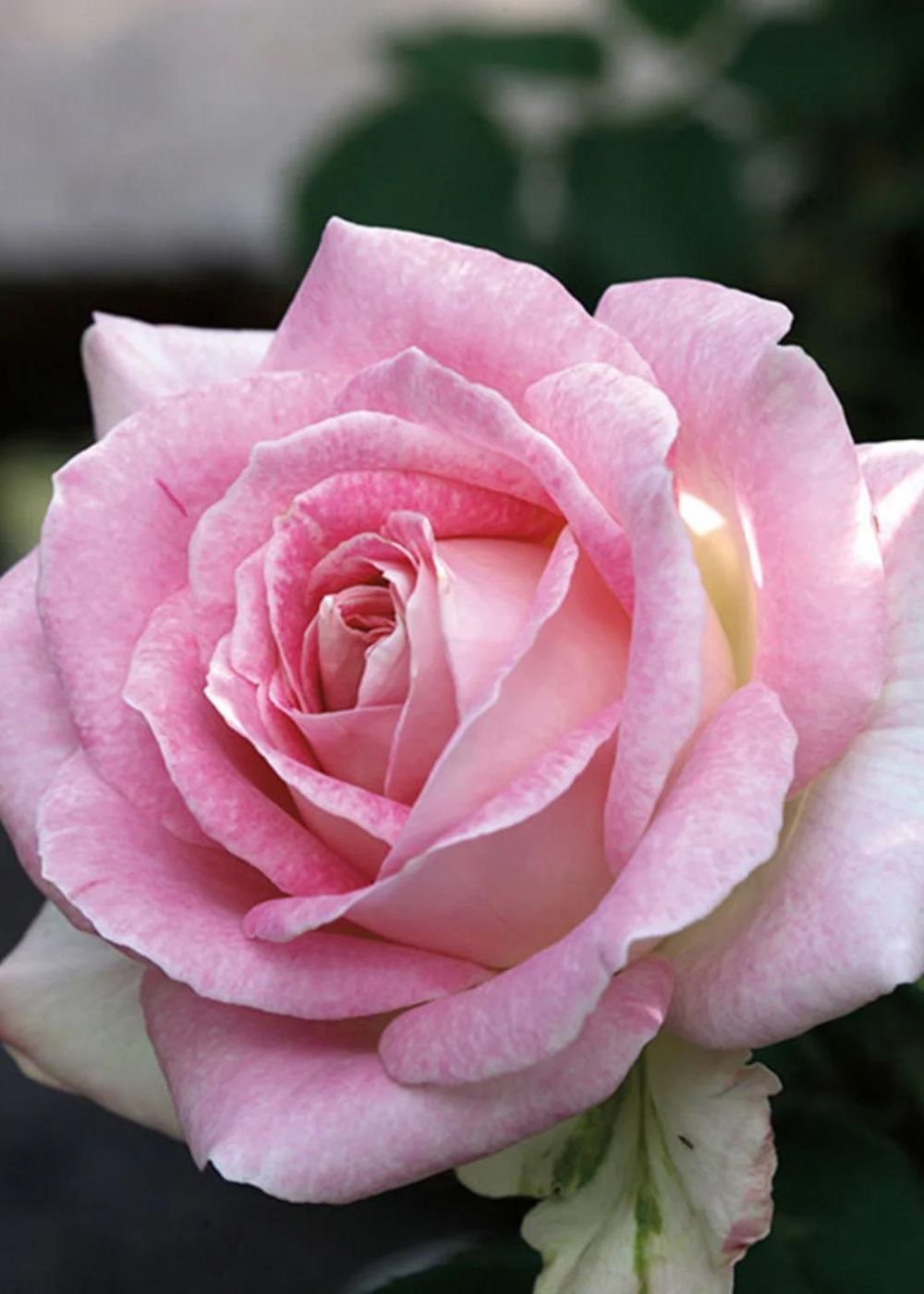 Painted Porcelain™ Rose Bare Root - Menagerie Farm &amp; Flower