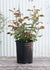 Painted Porcelain™ Rose Potted (Archived) - Menagerie Farm & Flower