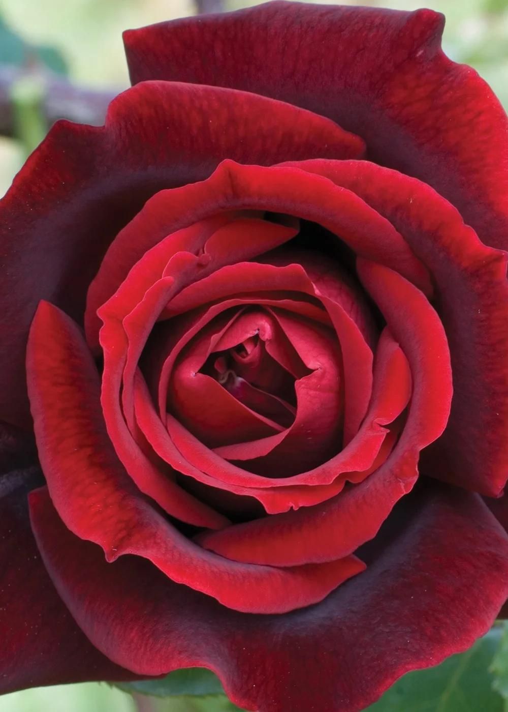 Papa Meilland® Rose Bare Root - Menagerie Farm &amp; Flower