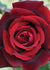 Papa Meilland® Rose Bare Root - Menagerie Farm & Flower