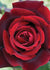 Papa Meilland® Rose Potted - Menagerie Farm & Flower